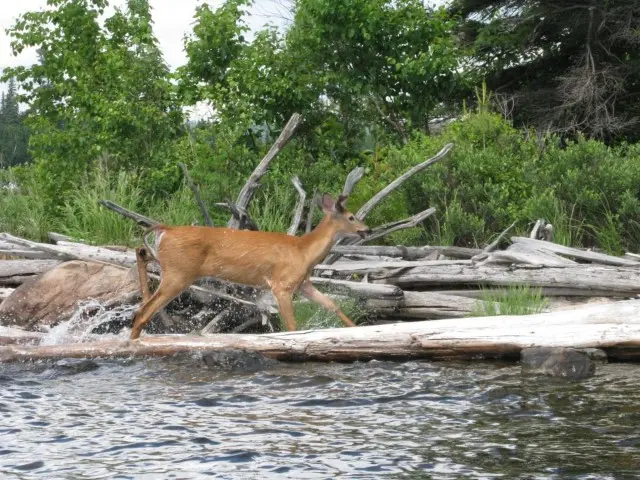 Ellen Island Camp guest property and Northern Ontario trip scene